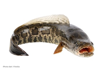 Tahukah Bunda ? Ternyata Ikan Gabus Memiliki Khasiat Khusus Bagi Anak Lho